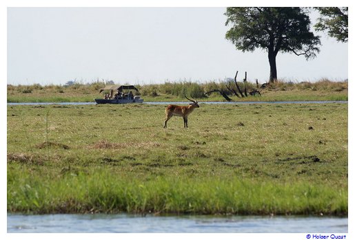 Lechwe Antilopen auf Sedudu Island Lechwe Antilopen auf Sedudu Island