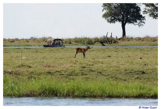 Lechwe Antilopen auf Sedudu Island