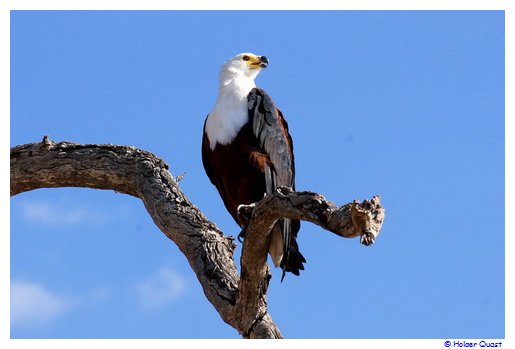 Weißkopfseeadler Chobe Nationalpark Weißkopfseeadler Chobe Nationalpark