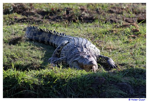 Krokodil Chobe Nationalpark Krokodil Chobe Nationalpark