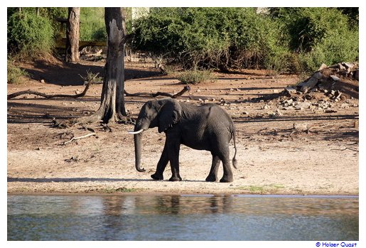 Elefant am Chobe River