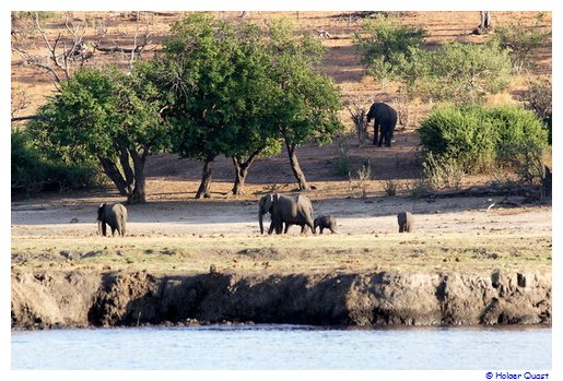 Elefanten im Chobe  Nationalpark
