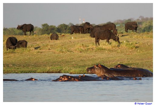 Bffel und Hippos im Chobe  Nationalpark