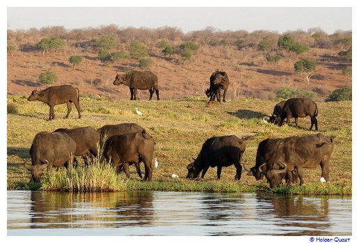 Büffel im Chobe Nationalpark Büffel im Chobe Nationalpark