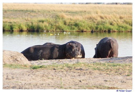 Hippos - Flußpferde an Land im Chobe Nationalpark Hippos - Flußpferde an Land im Chobe Nationalpark