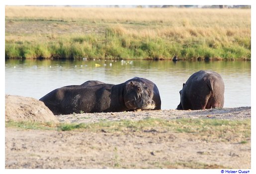 Hippos - Flupferde an Land im Chobe Nationalpark