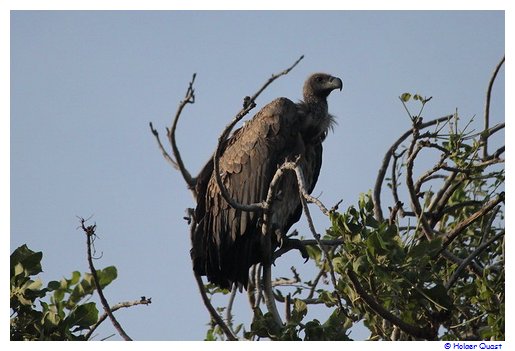 Geier im Chobe Nationalpark