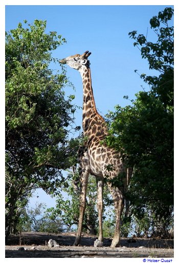 Einzelne Giraffe, ein seltenes Bild - Chobe Nationalpark Einzelne Giraffe, ein seltenes Bild - Chobe Nationalpark