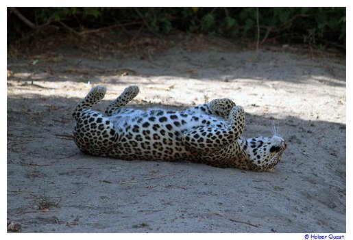 Leopard - Chobe Nationalpark