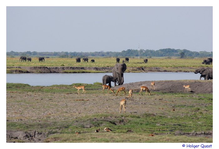 Chobe Riverfront im Chobe Nationalpark - Botswana