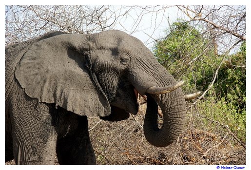 Elefant beim Fressen im Chobe Nationalpark Elefant beim Fressen im Chobe Nationalpark
