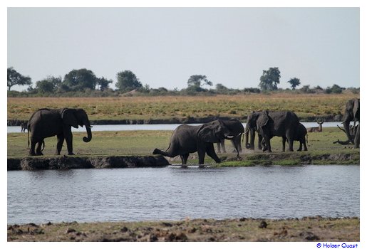 Elefanten am Chobe River Elefanten am Chobe River