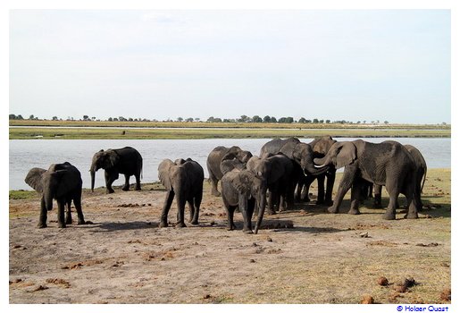 Elefantenherde im Chobe Nationalpark - Botswana