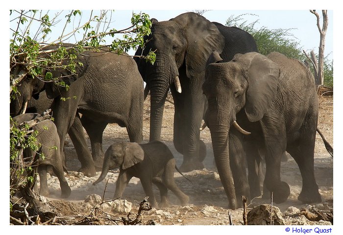 Elefantenherde mit Baby im Chobe Nationalpark - Botswana Elefantenherde mit Baby im Chobe Nationalpark - Botswana