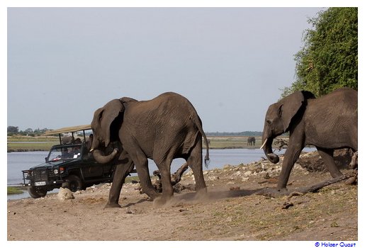 Achtung Elefanten kreuzen Piste