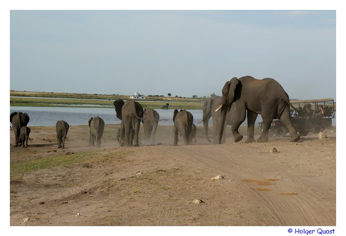 Elefanten auf dem Weg zum Trinken