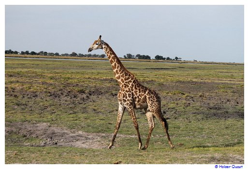 Giraffe im Chobe Nationalpark