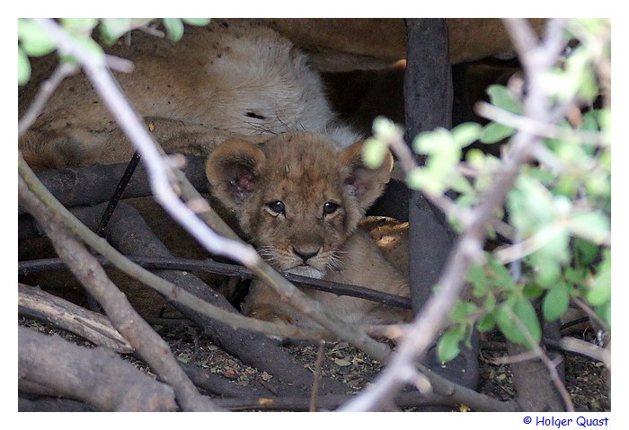 Lwenbaby im Chobe Nationalpark in Botswana
