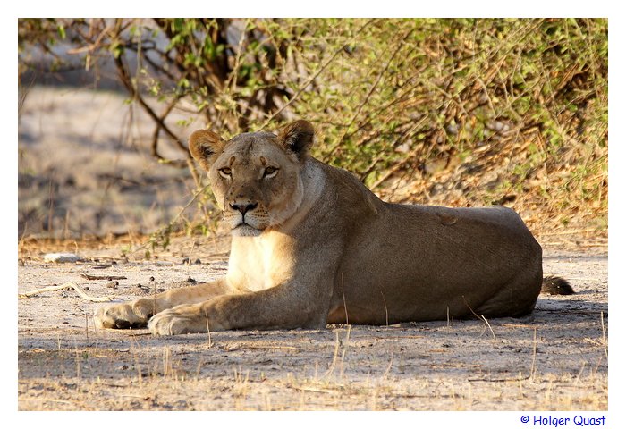 Löwe in Botswana - Chobe Nationalpark Löwe in Botswana - Chobe Nationalpark