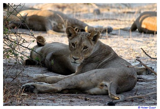 Löwe im Chobe Nationalpark Löwe im Chobe Nationalpark