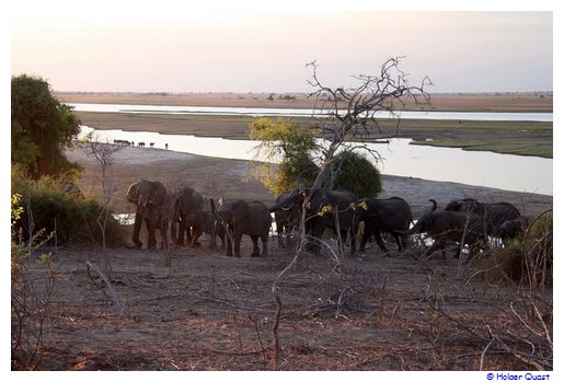 Elefanten am Chobe River Elefanten am Chobe River