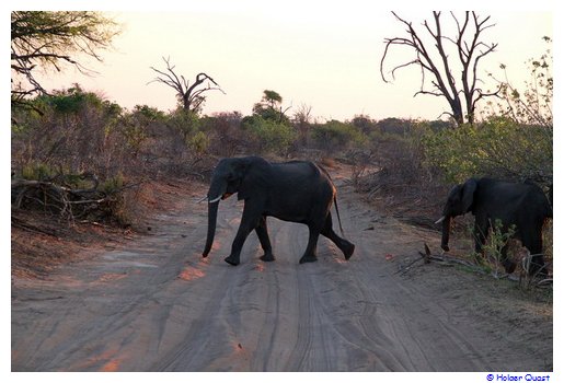 Elefanten - Botswana