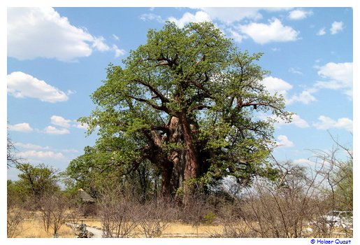 Baobab Baum