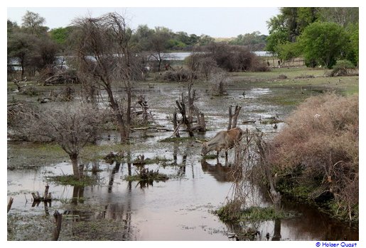 Boteti Fluss in Botswana Boteti Fluss in Botswana