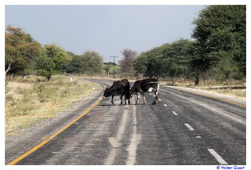 In Botswana muss immer mit Tieren auf der Straße gerchnet werden.