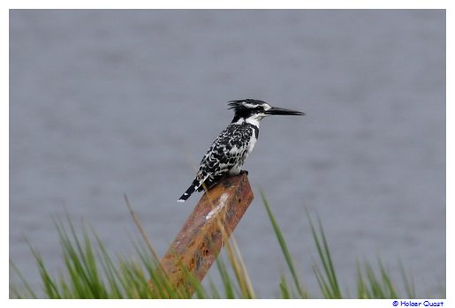 Kingfisher am Thamalakane River Kingfisher am Thamalakane River