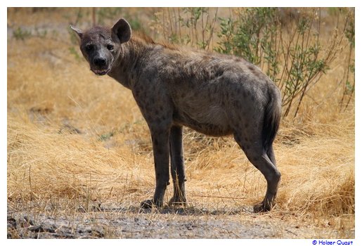 Hyne in der Moremi Wildlife Reserve