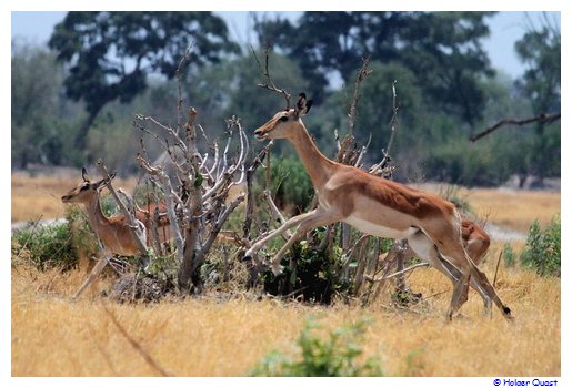 Springende Impalas in drer Moremi Wildlife Reserve