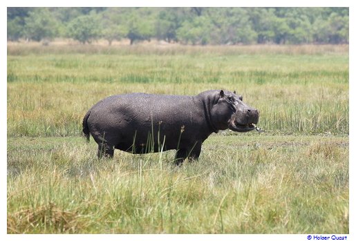 Hippos an Land in der Moremi Wildlife Reserve