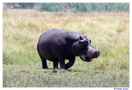 Hippos an Land in der Moremi Wildlife Reserve