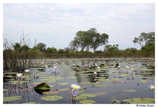 Landschaft im Okavangodelta