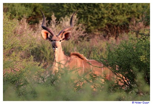 Kudu in der Motswiri Game Lodge Kudu in der Motswiri Game Lodge