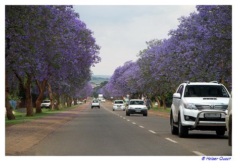 Lilafarbenden Jacaranda an der Panorama Route