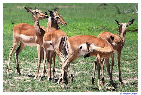Impalas im  Kruger National Park