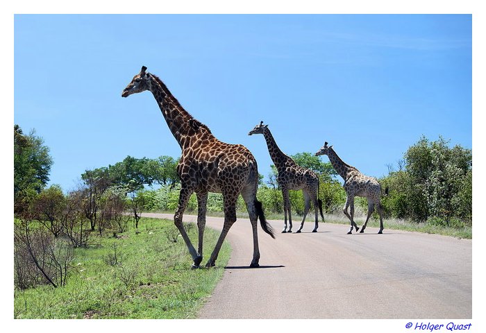 Giraffen kreuzen die Fahrbahn im  Kruger National Park