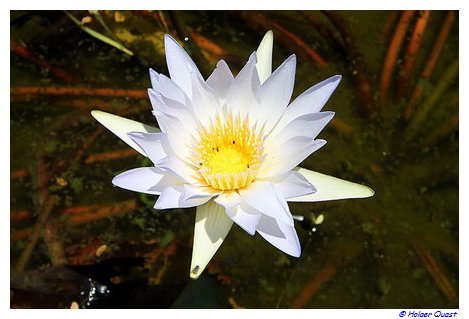Blume im  Kruger National Park
