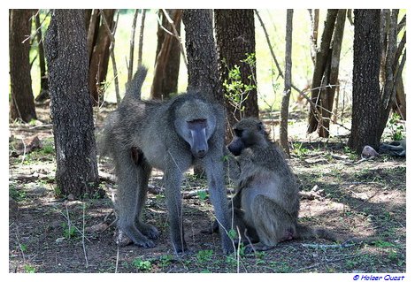 Paviane  im  Kruger National Park