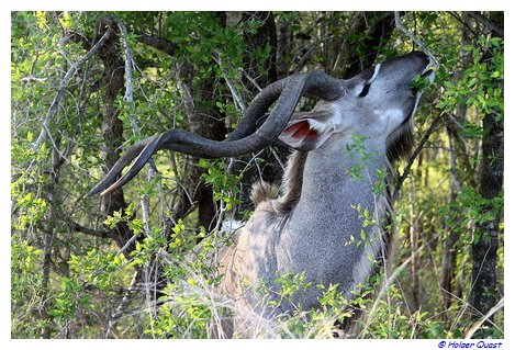Kudu Sunset Damm  im  Kruger National Park