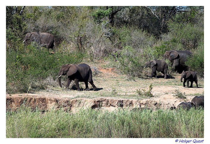 Elefanten am Sabie River - Kruger National Park Elefanten am Sabie River - Kruger National Park