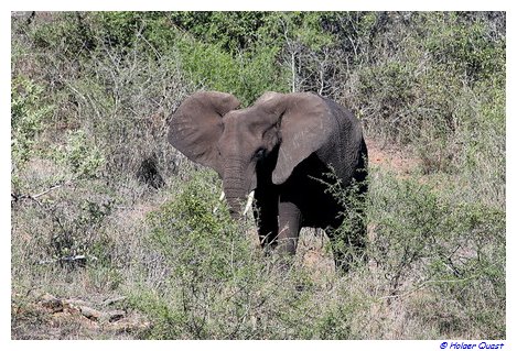 Elefant im  Kruger National Park