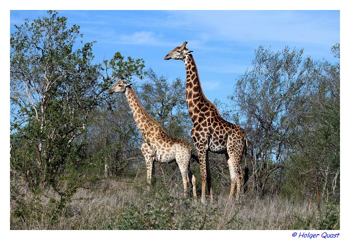 Giraffen - Kruger National Park Giraffen - Kruger National Park