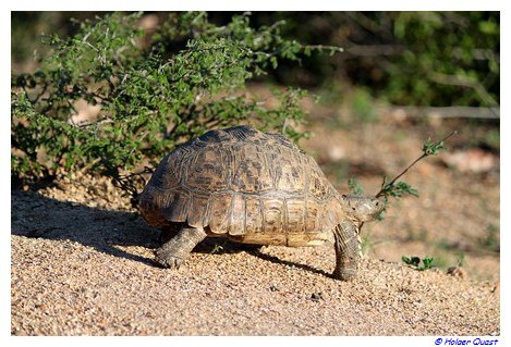 Schildkrte - Kruger National Park