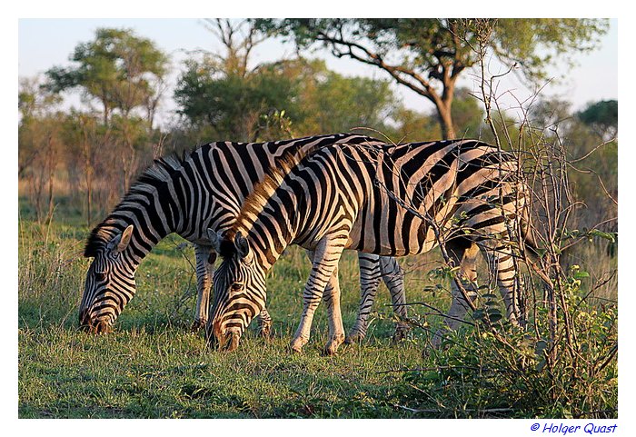 Zebras in der untergehenden Sonne - Kruger National Park