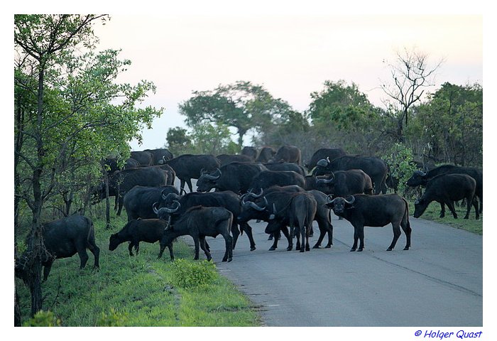 Groe Bffelherde im  Kruger National Park