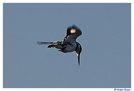 Kingfisher beim fischen