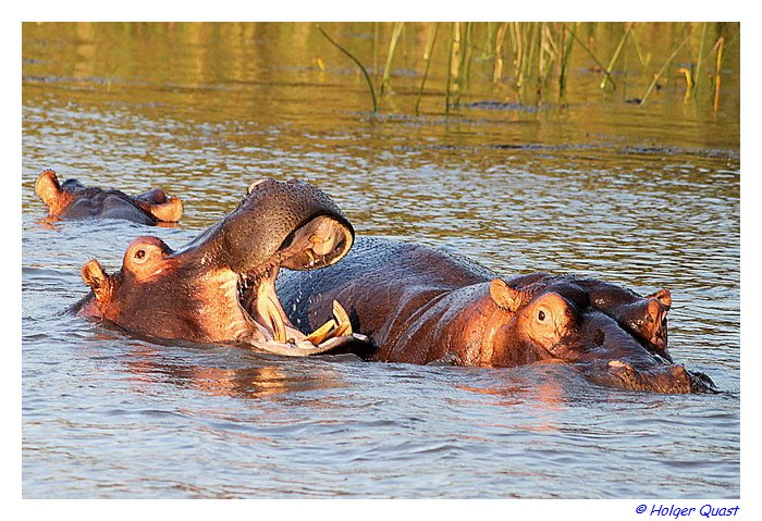 Hippo im St Lucia Lake - Lagune